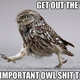 Illustration for article titled Owls